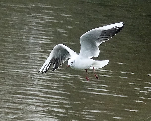 black-headed gull